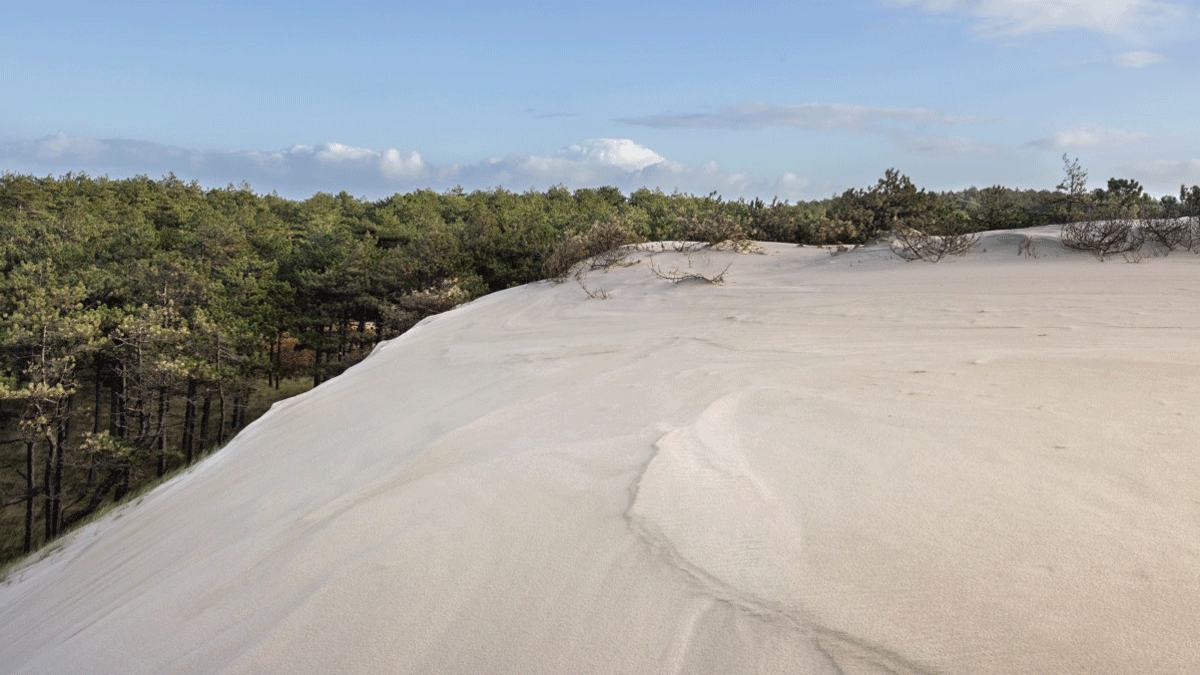 Schoorlse Duinen